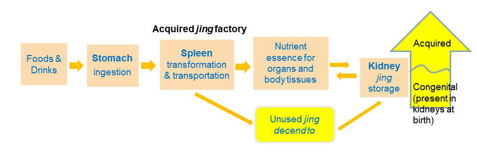 Formation of acquired jing (essence) that is used to support life functions.